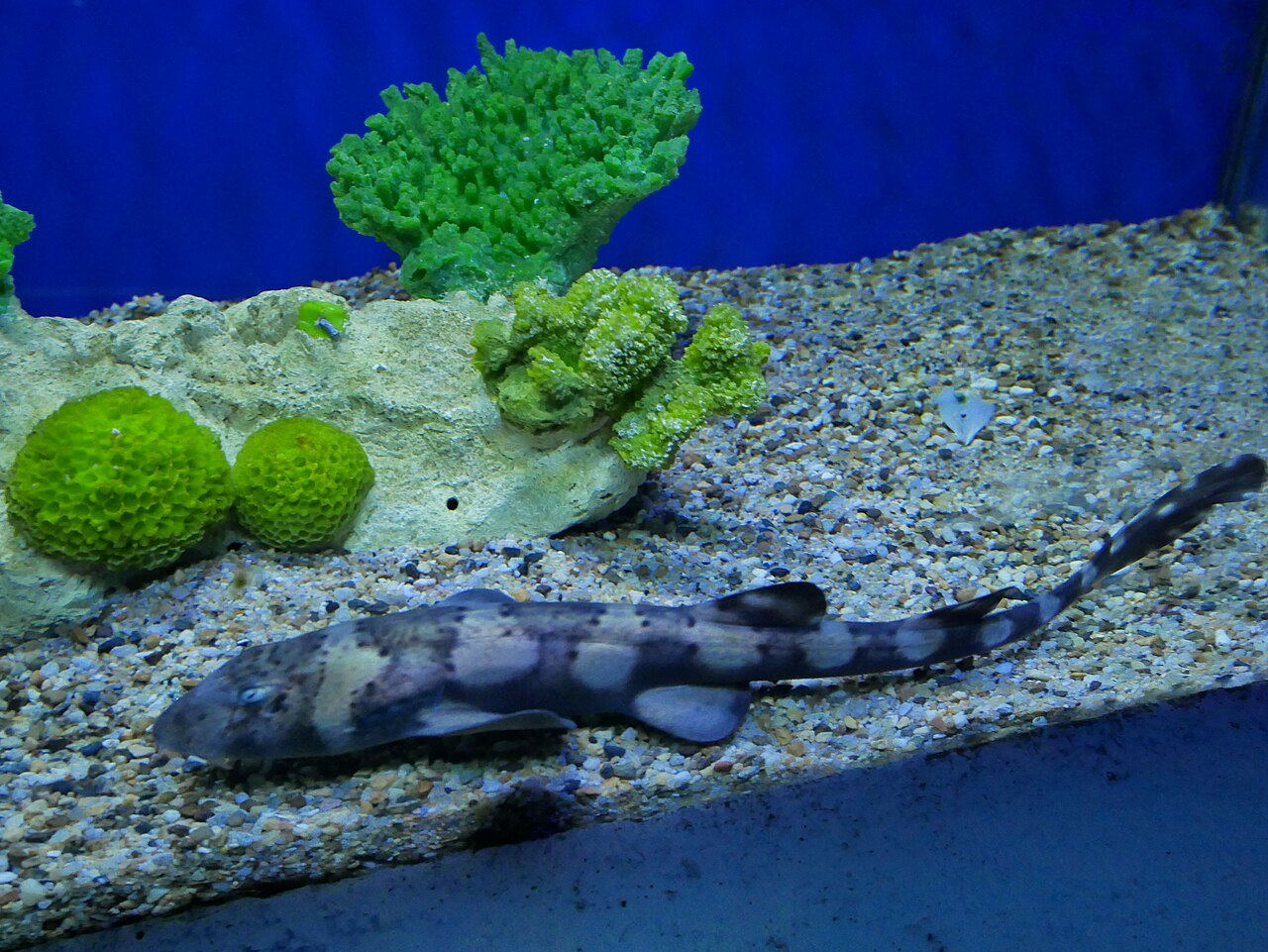 Aquarium display inside Chiang Mai Zoo Aquarium
